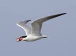 caspian tern