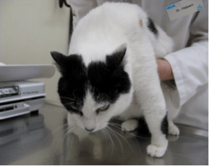 cat at vet