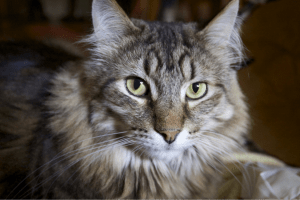 gray cat green eyes